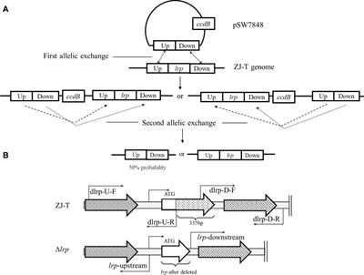 The global role of Lrp in Vibrio alginolyticus and its response to diverse physicochemical factors